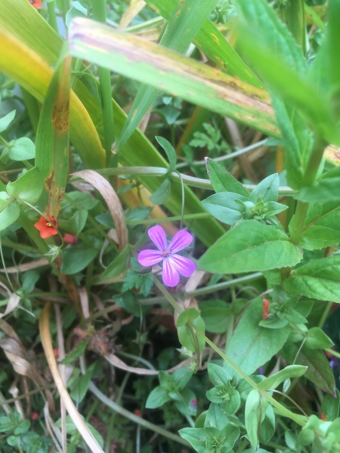 wild geranium