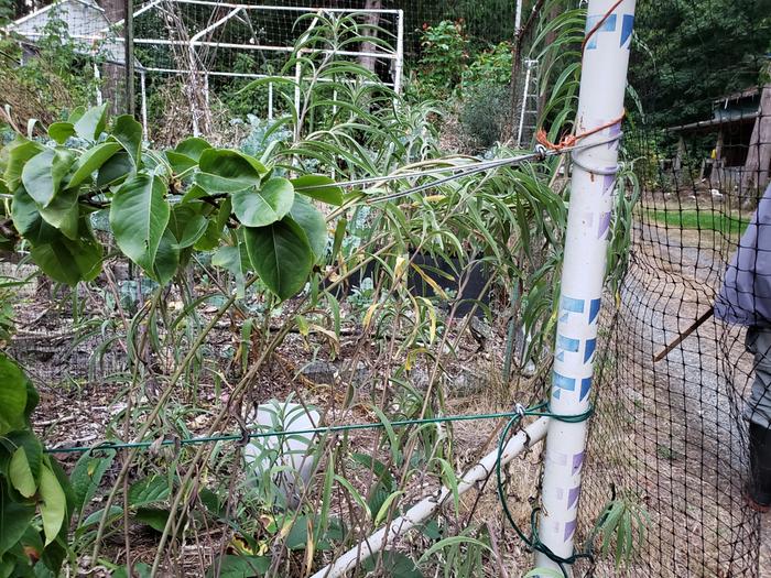 [Thumbnail for wire-clips-on-trellis.jpg]