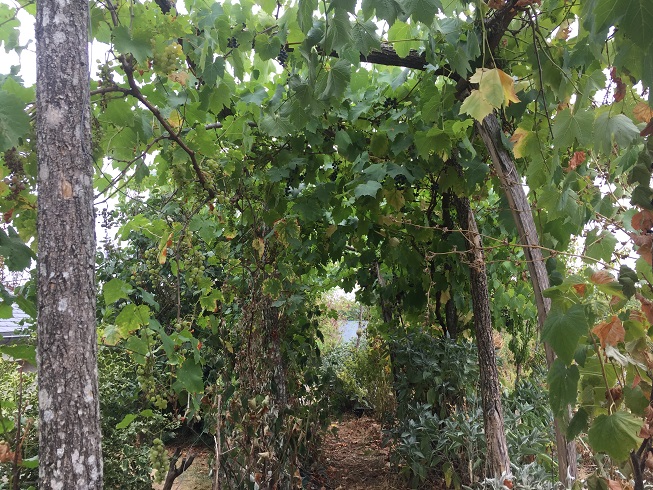 [Thumbnail for walk-under-grape-support.jpg]