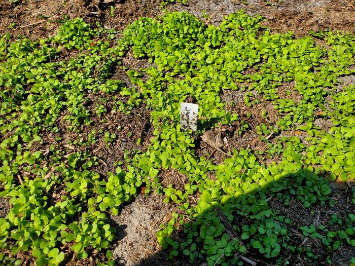 Lots of lettuce seedlings