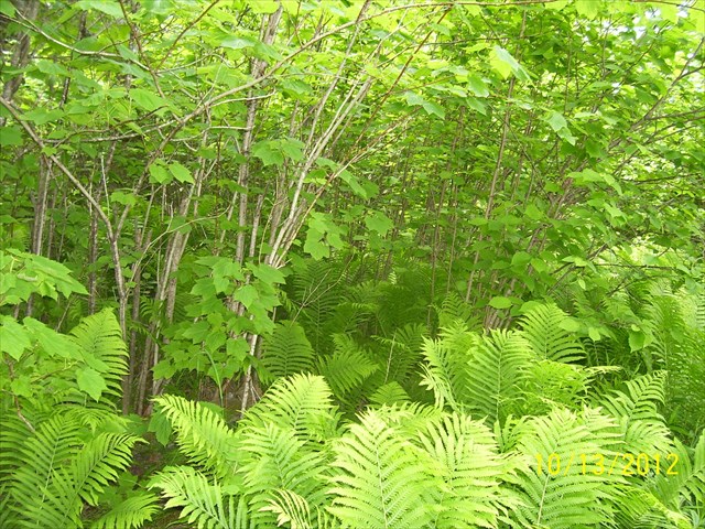 [Thumbnail for ferns-at-highline.jpg]