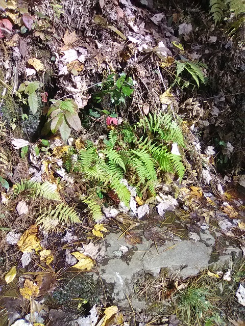 [Thumbnail for Smoky-Mountains-ferns.jpg]