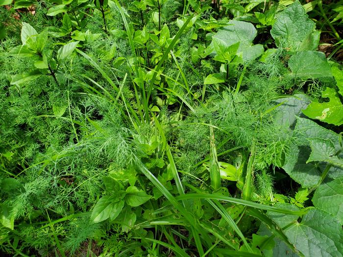 Cinnamon basil growing in a thick polyculture with other plants