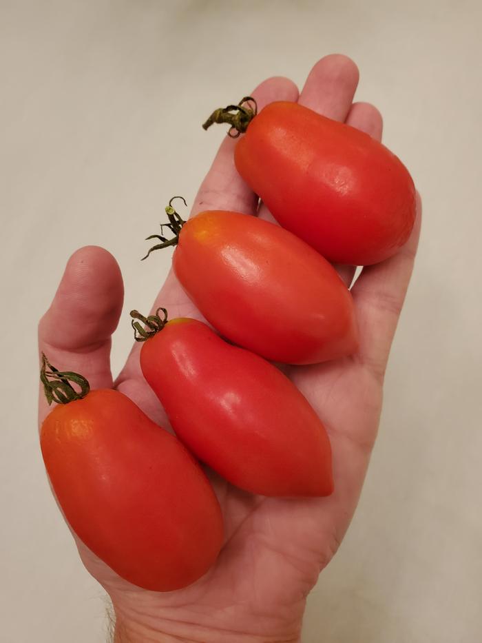 Four red paste tomatoes