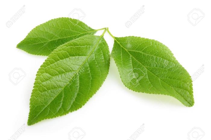 [Thumbnail for 37769873-plum-leaf-isolated-with-shadow.jpg]