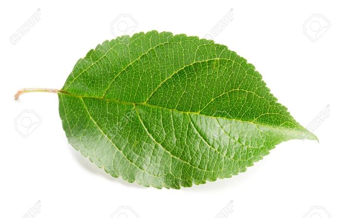 [Thumbnail for 37068879-green-apple-leaf.jpg]