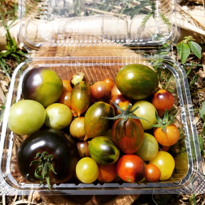 Best tomatoes from around the planet....