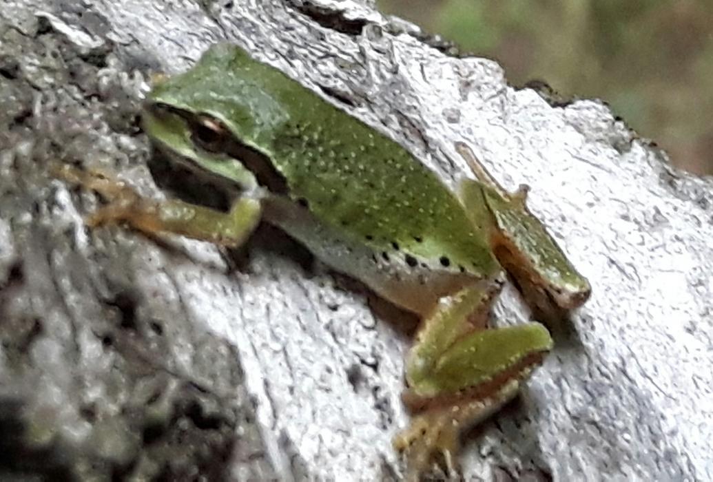 Green tree frog