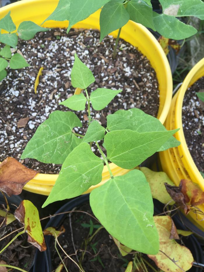 plant breeding crossing different beans