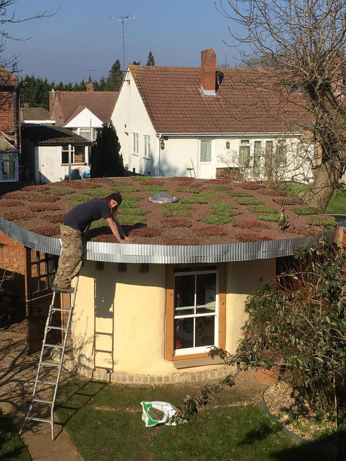 planting sedum on green roof