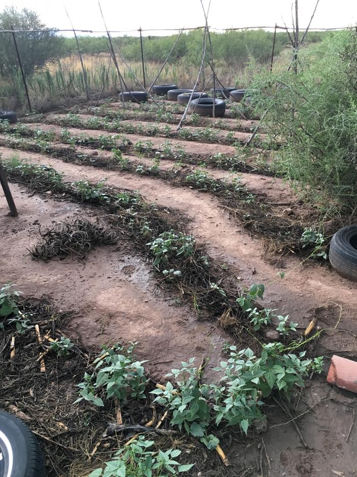 Beans etc. in old garden after rain, 8/9/19 evening