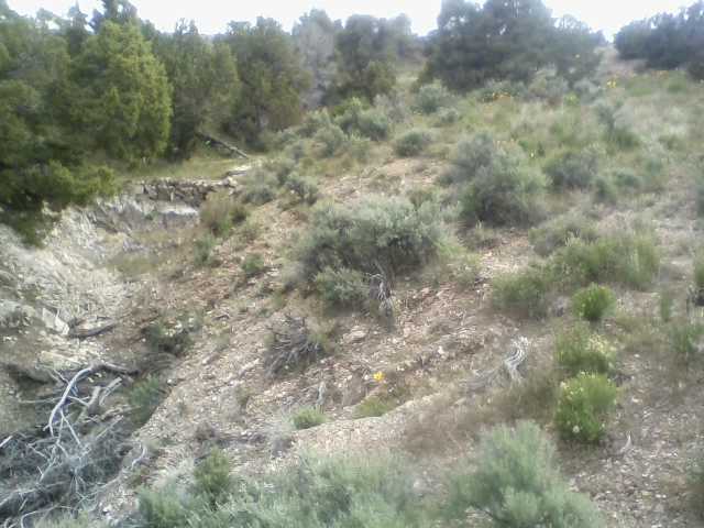 [Thumbnail for badlands-forest.jpg]