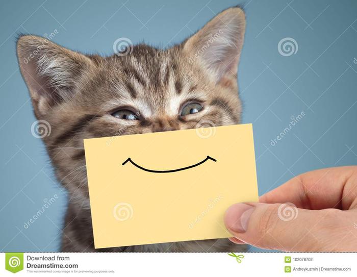 [Thumbnail for happy-cat-closeup-portrait-funny-smile-cardboard-young-blue-background-102078702.jpg]