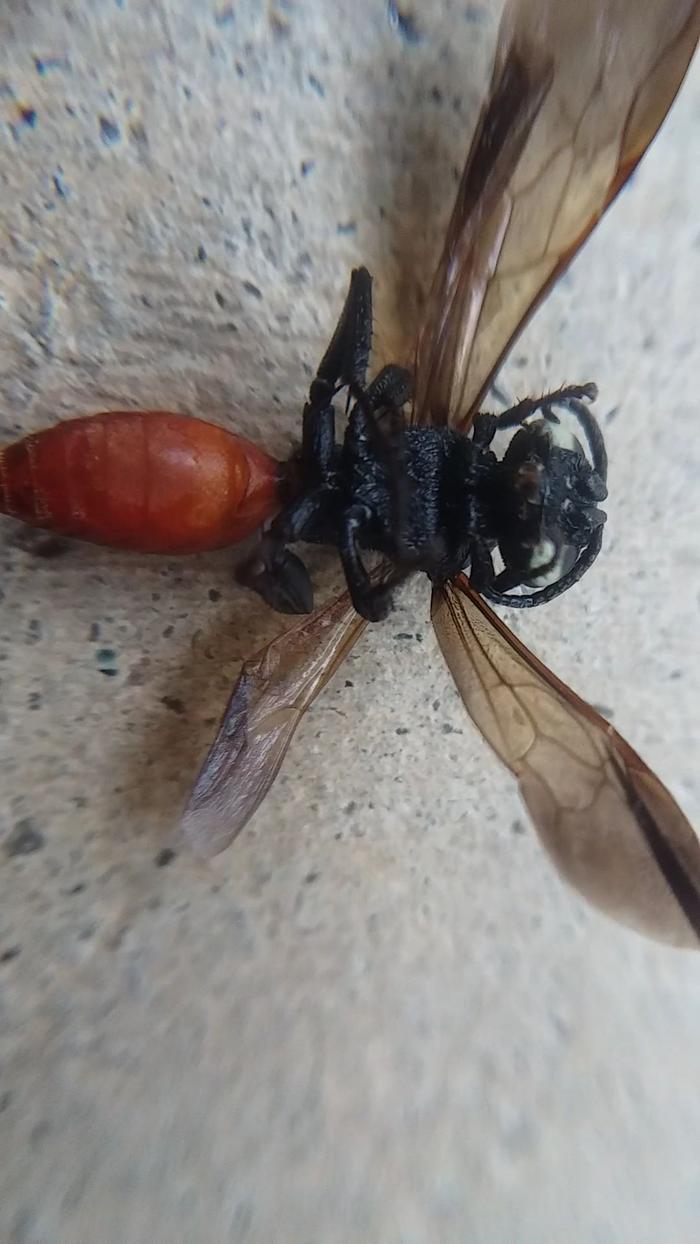 underside