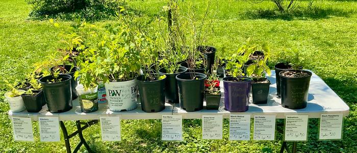 Plant sales table one