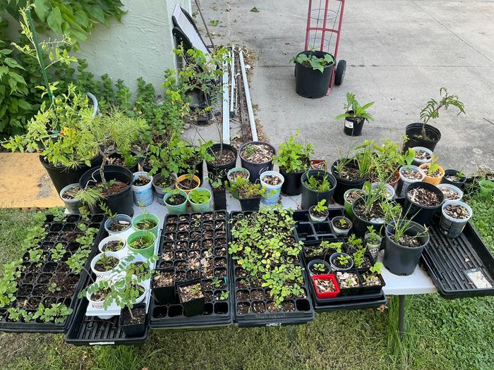 Table with extras and plants that weren’t ready for sale yet
