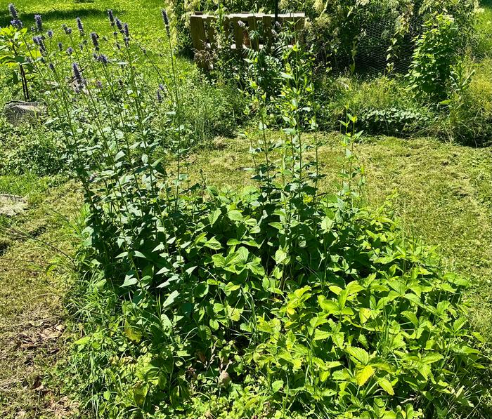 Anise hyssop and Fragaria virginiania from seeds and layering