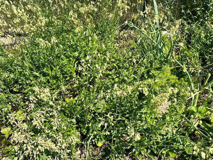 Silene vulgaris that I get from division or it freely reseeds in nearby pots