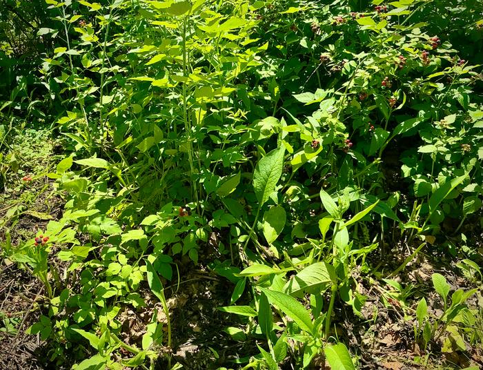 Black raspberry that I layer or dig up