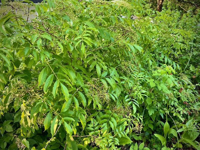 Another elderberry that I took cuttings from 