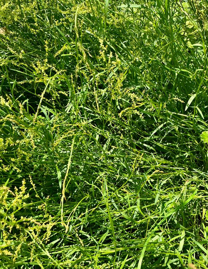 Sheep sorrel (in flower) for divisions