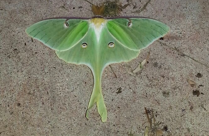 [Thumbnail for Luna-Moth.jpg]