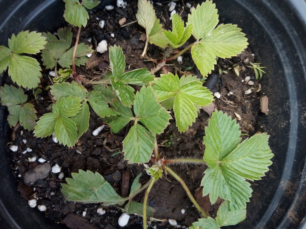 baby strawberry plant