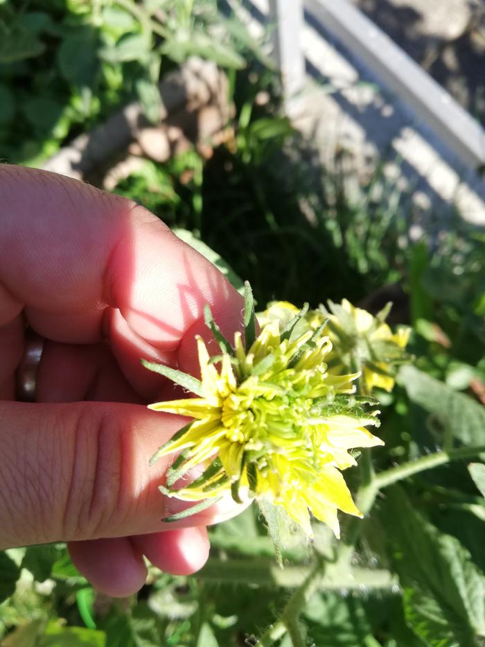 Really big tomato flowers, will these ever set fruit