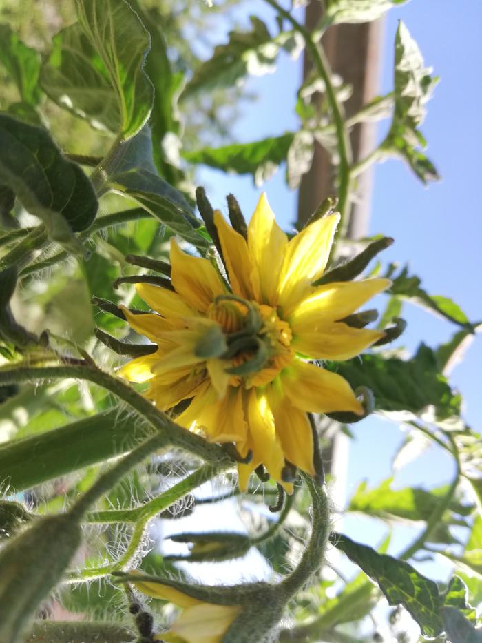 Really big tomato flowers, will these ever set fruit