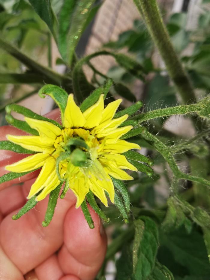 Really big tomato flowers, will these ever set fruit