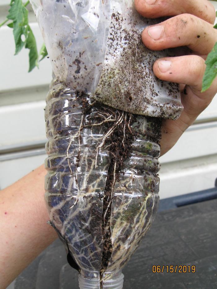 [Thumbnail for Impressive-root-growth.JPG]