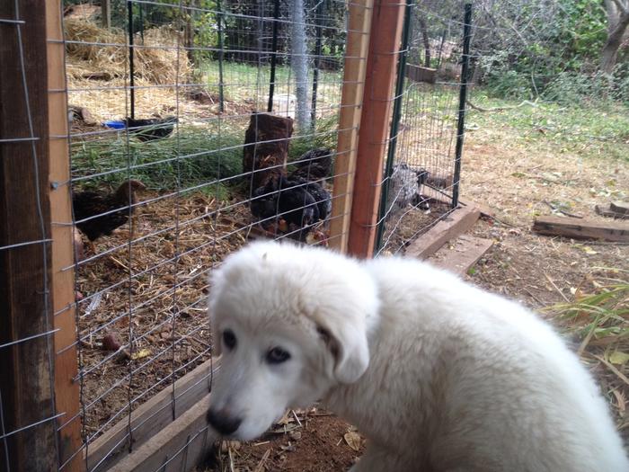 First day with his birds as a pup