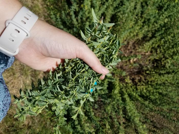 harvesting oregano