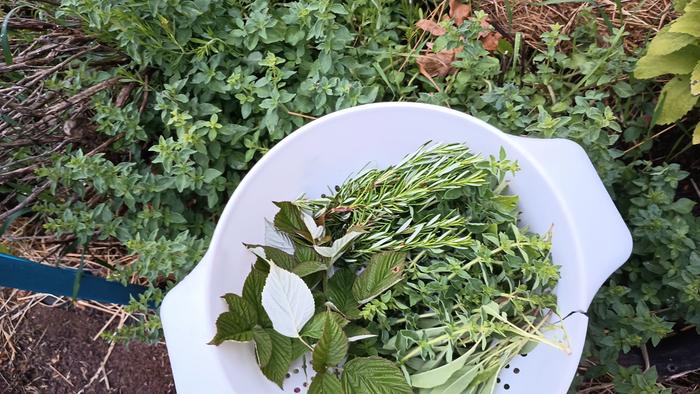 harvesting fresh oregano from the garden