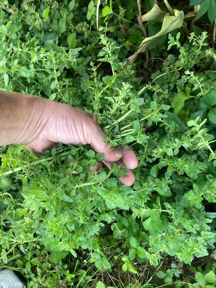 Harvesting oregano