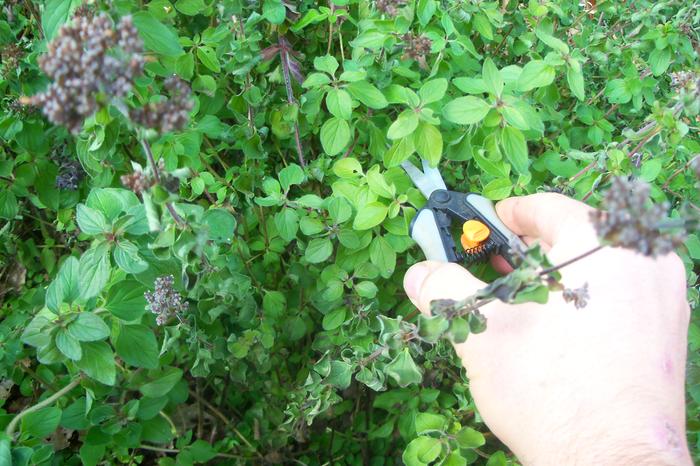 Harvesting oregano