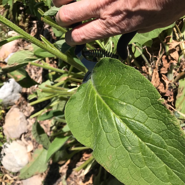 Harvesting comfrey from the front yard