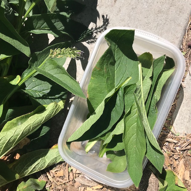 My bucket of leaves. I actually like making small batches because it is very manageable.