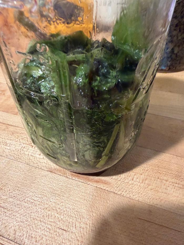 comfrey and a little juniper soaking in olive oil