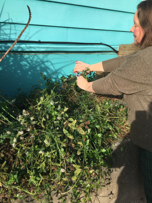 Harvesting Mint