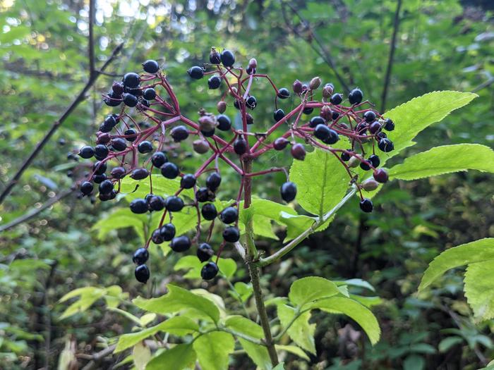 Harvesting berries