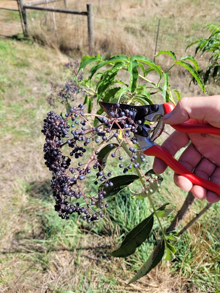 Harvesting blue elderberries.