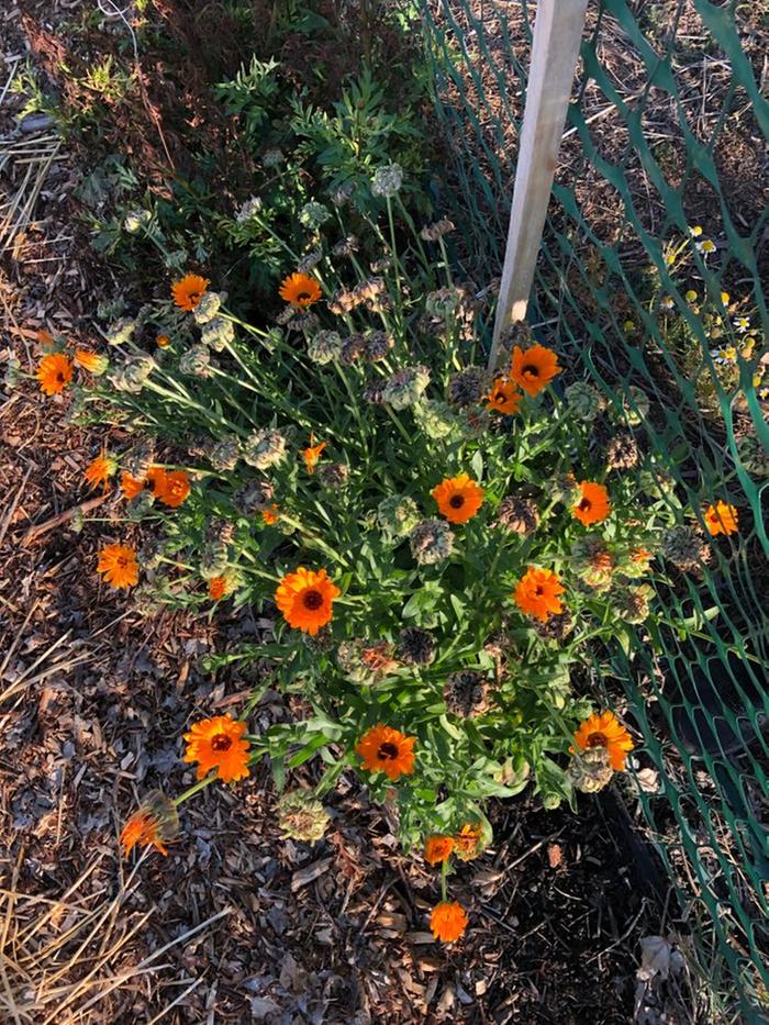 Calendula growing in the garden