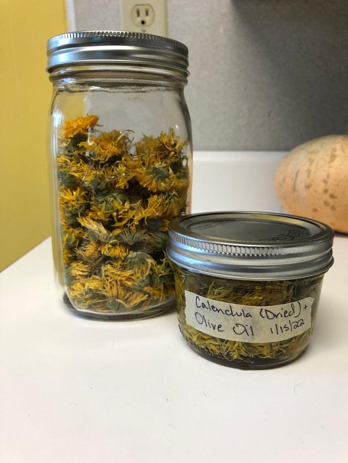 Dried calendula infusing in olive oil