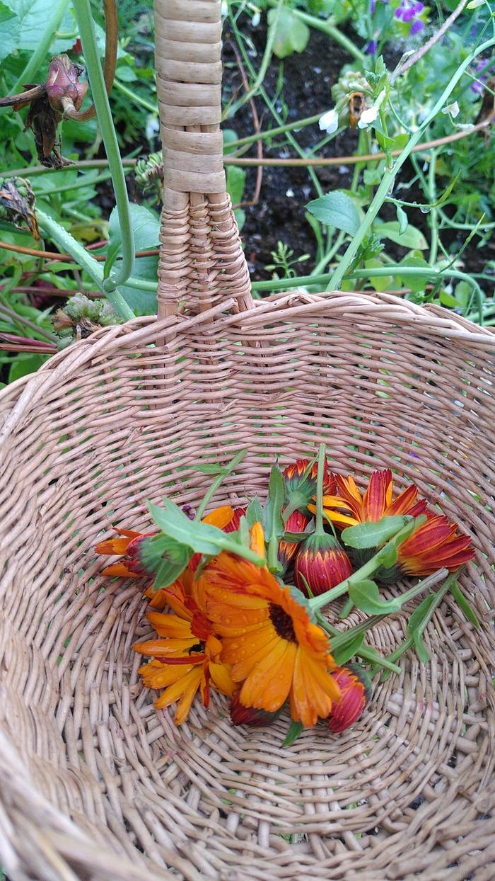 Calendulas in my basket