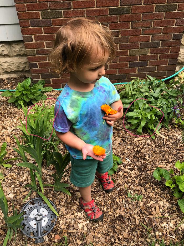 Calendula harvest (plants circled in case they’re hard to see)