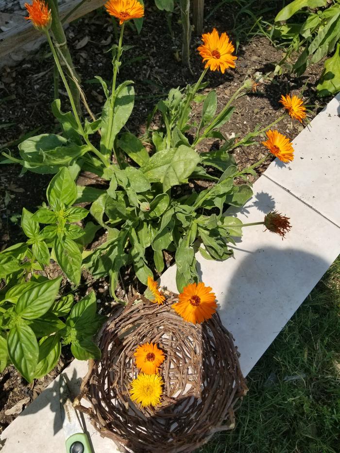 Calendula flowers gathered in a homemade basket sitting on concrete