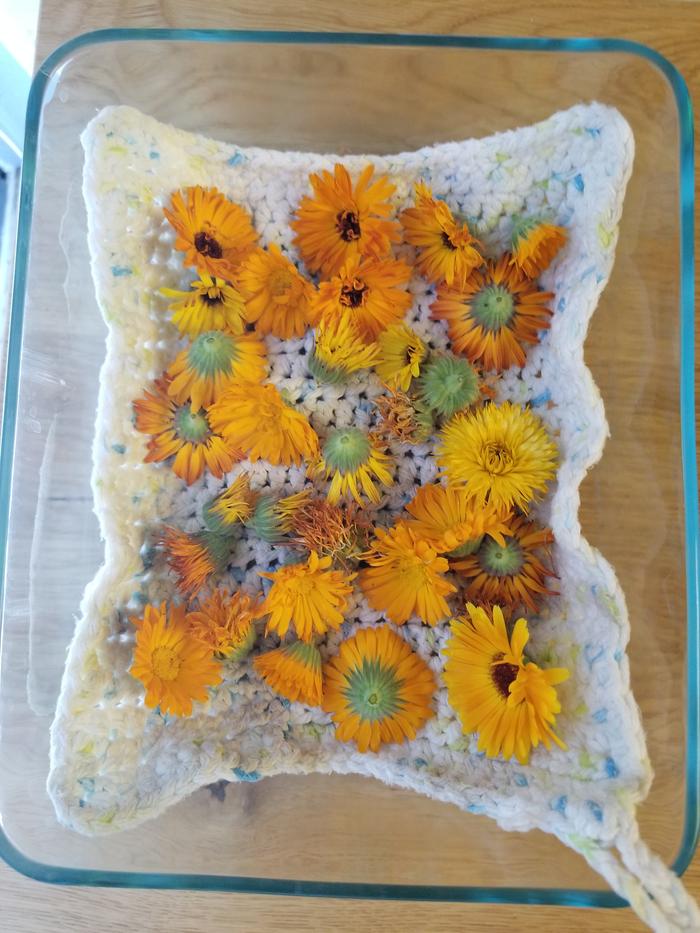 calendula flowers on a hotpad in a glass pan getting ready to be dried