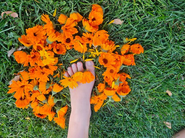 Calendula flowers, just harvested