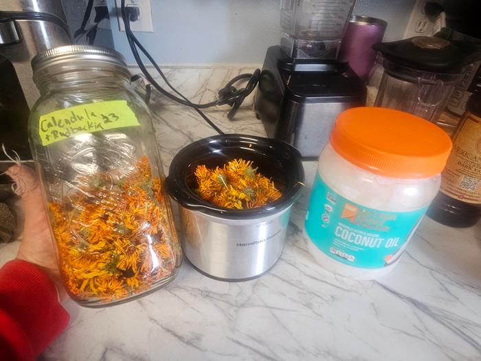 I used dried calendula flowers for today's oil infusion